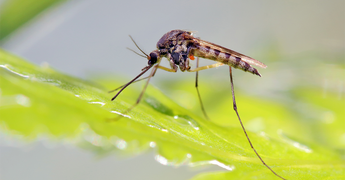 Were Mosquitoes Around in Prehistoric Times?