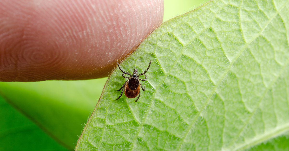 A Brief History of Lyme Disease