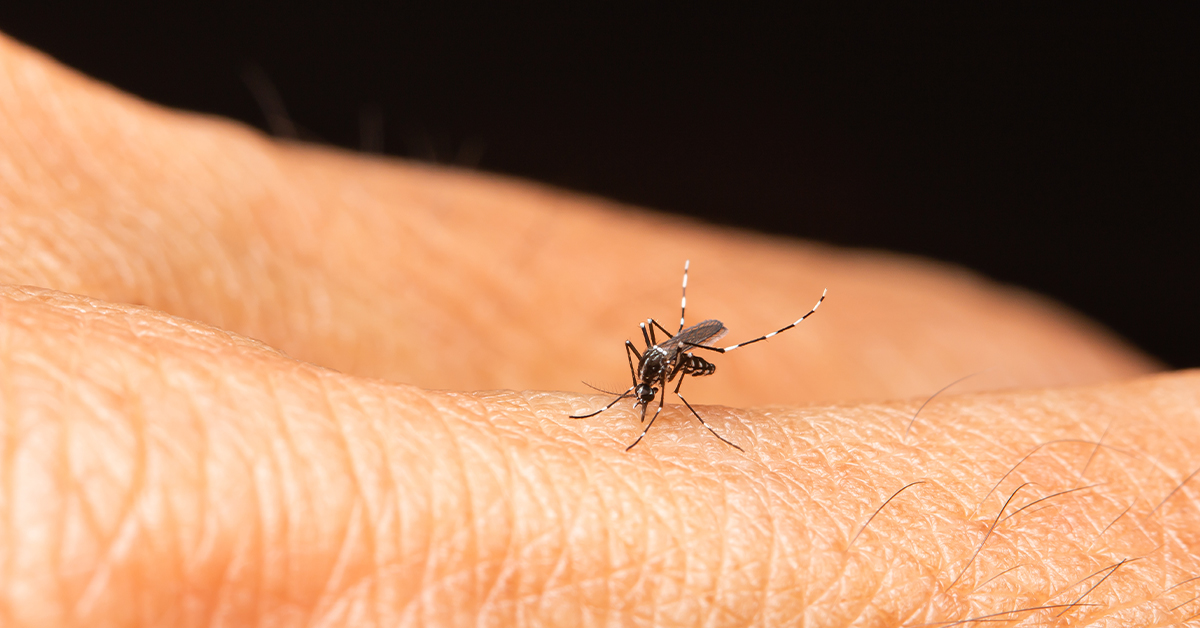 3 Facts To Know About Mosquito-Borne Dengue Fever