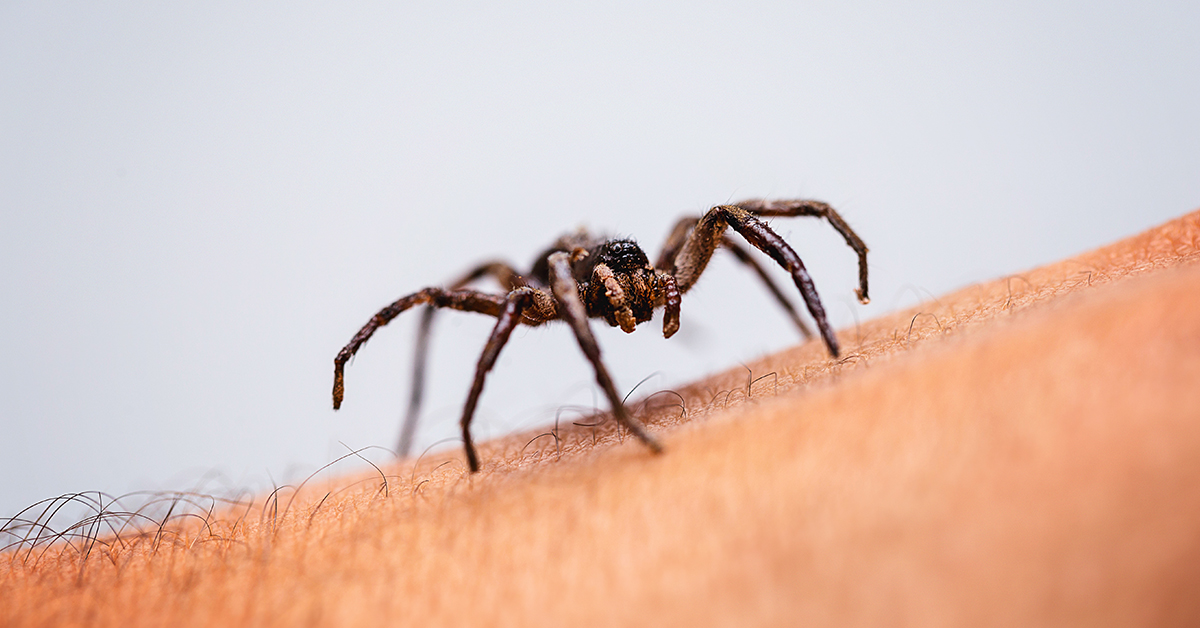 How to Tell the Difference Between a Mosquito Bite and a Spider Bite