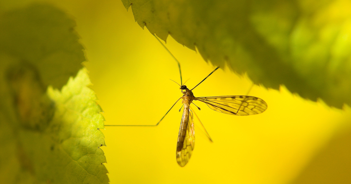 Why You May Still Need To Spray For Mosquitoes In October