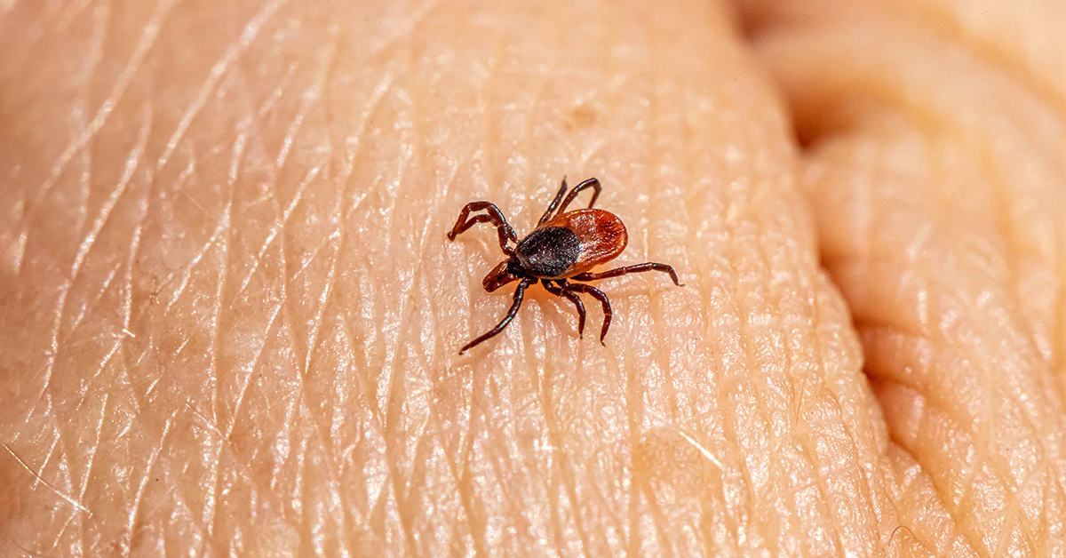 Do Ticks Prefer a Blood Type?