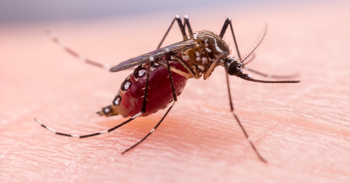 Exploring the Anatomy of Mosquitoes