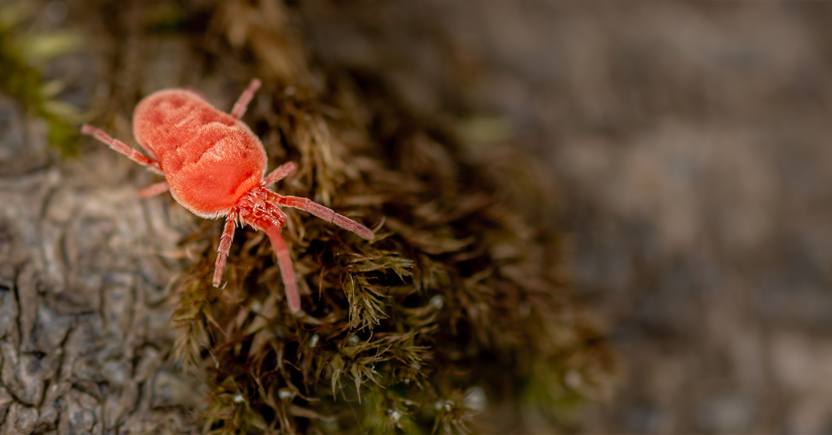 The Origins of Ticks