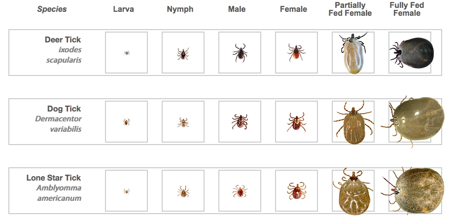 Diagram showing the life stages of the deer tick, dog tick, and lone star tick