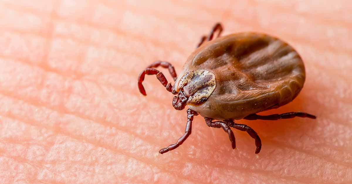 The Life Cycle of Ticks