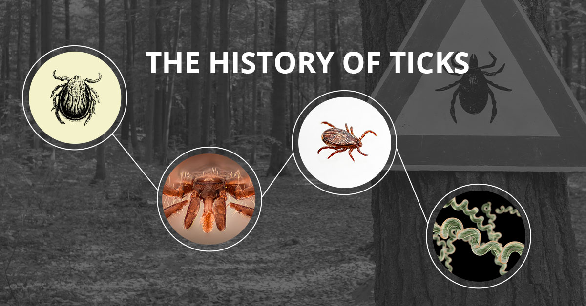 A History of Ticks – Everything You Need to Know