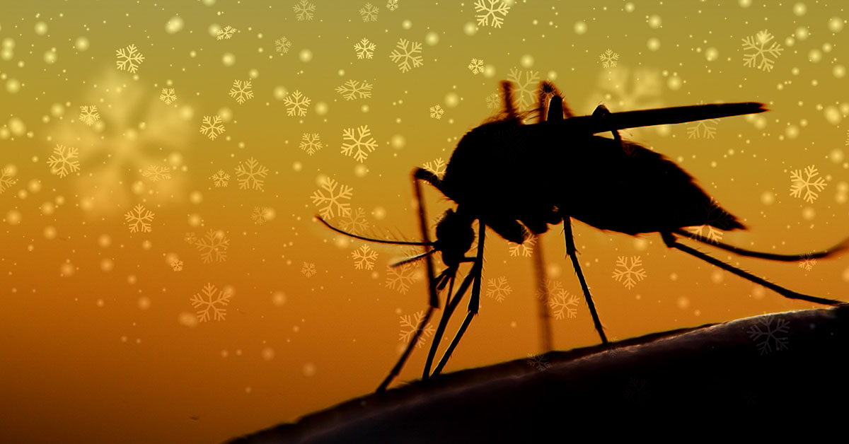 What Happens to Mosquitoes in the Winter?