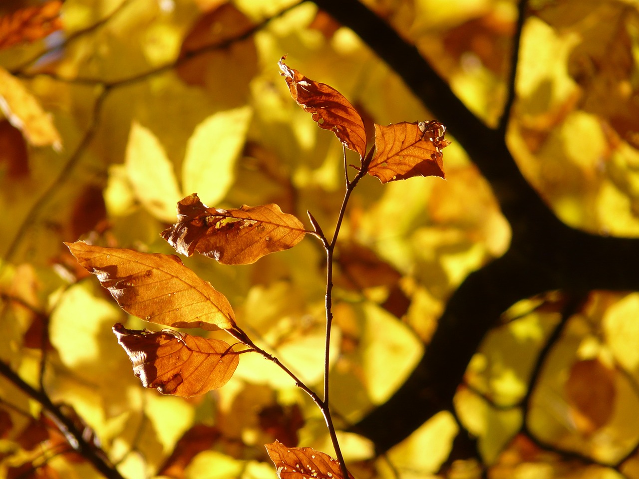 Ticks in Autumn|ticks in autumn
