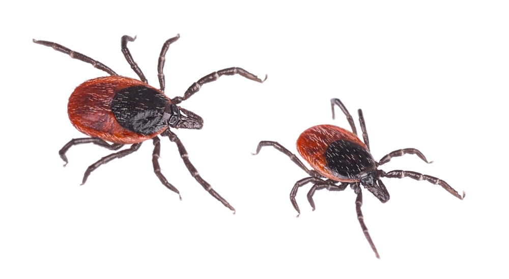 Deer ticks on Long Island|