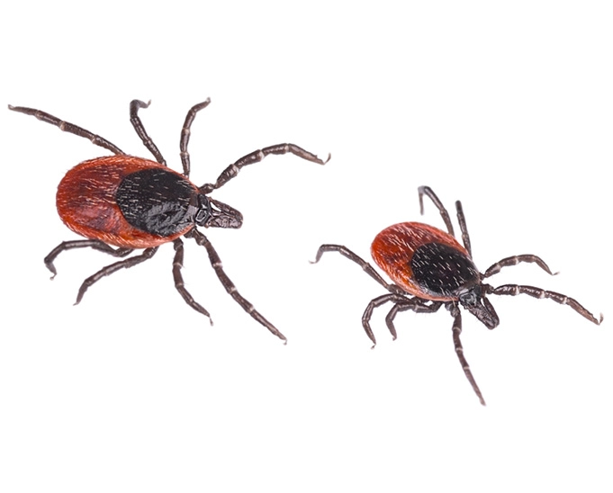 Close up of deer ticks on a white background