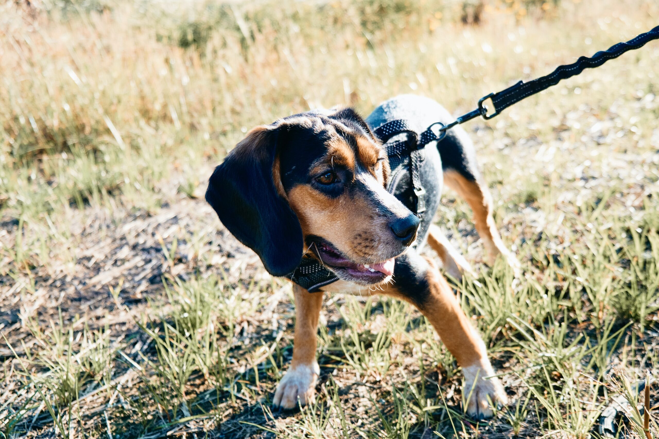 5 Tips to Protect Your Pets from Ticks and Mosquitos
