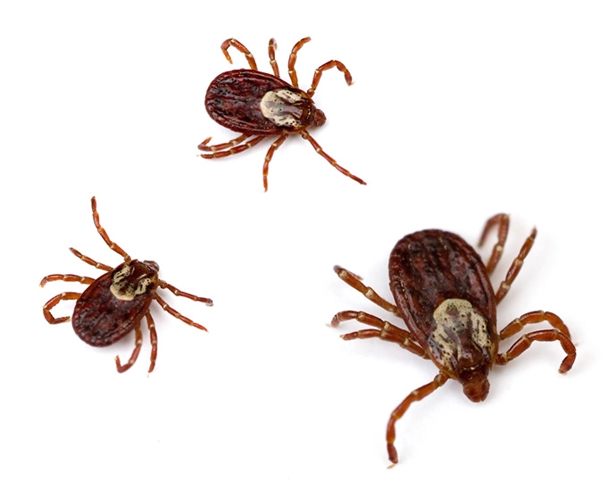 Group of dock ticks on a white background