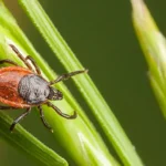 An american tick crawling on a blade of grass