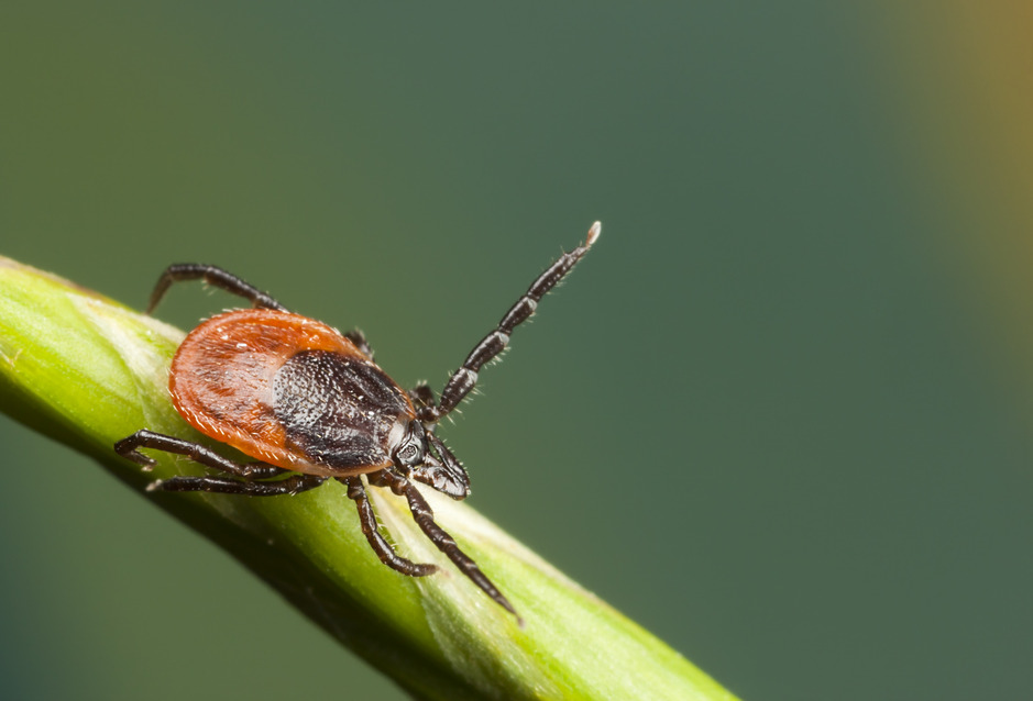 Get Ready for Lyme Disease Prevention Month