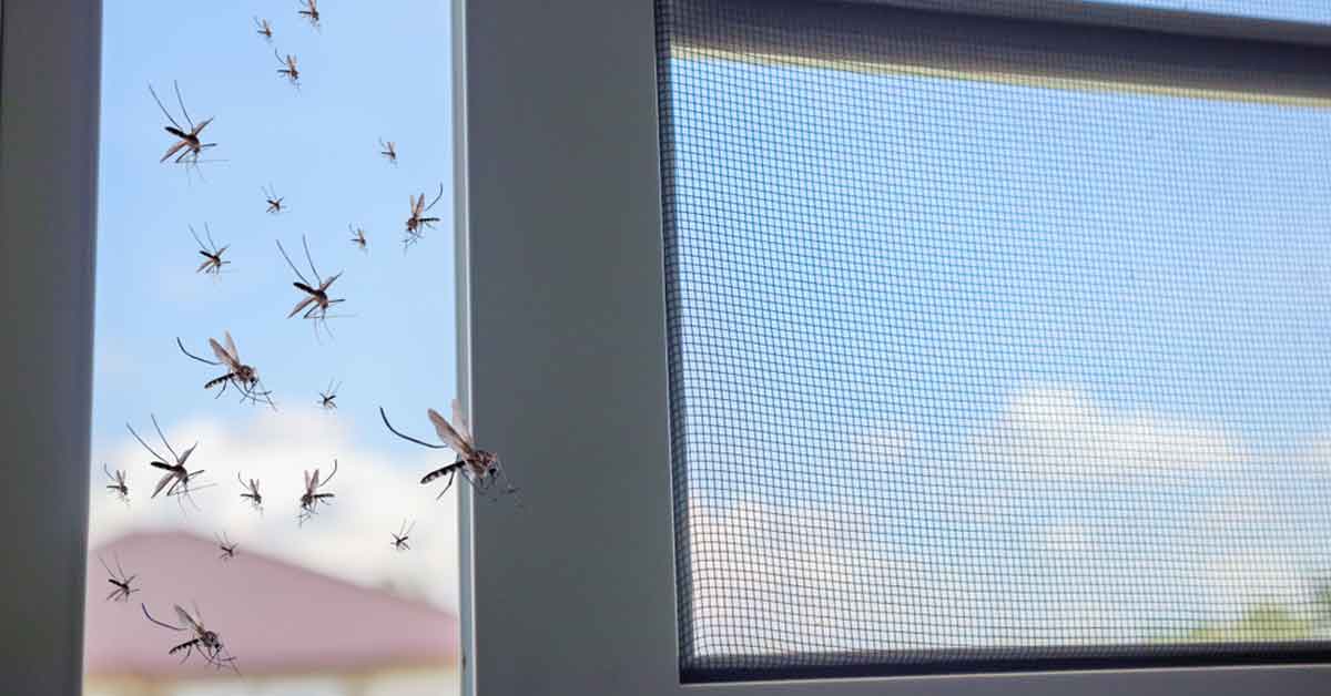 Can I Have Mosquitos Inside in November?