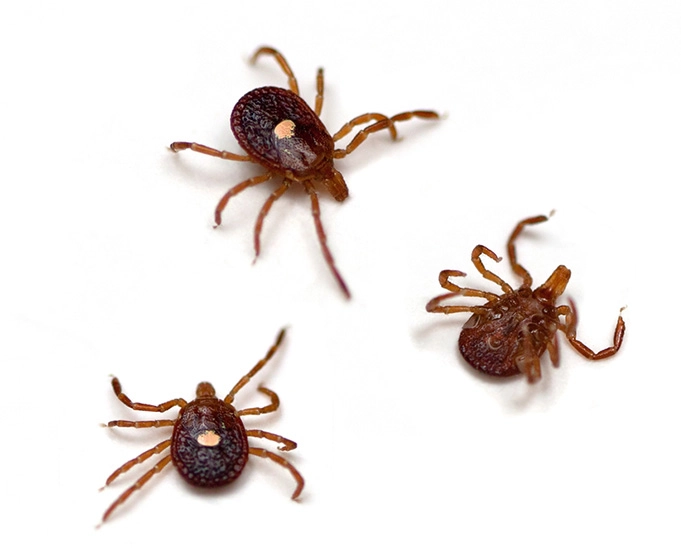 Group of lone star ticks on a white background