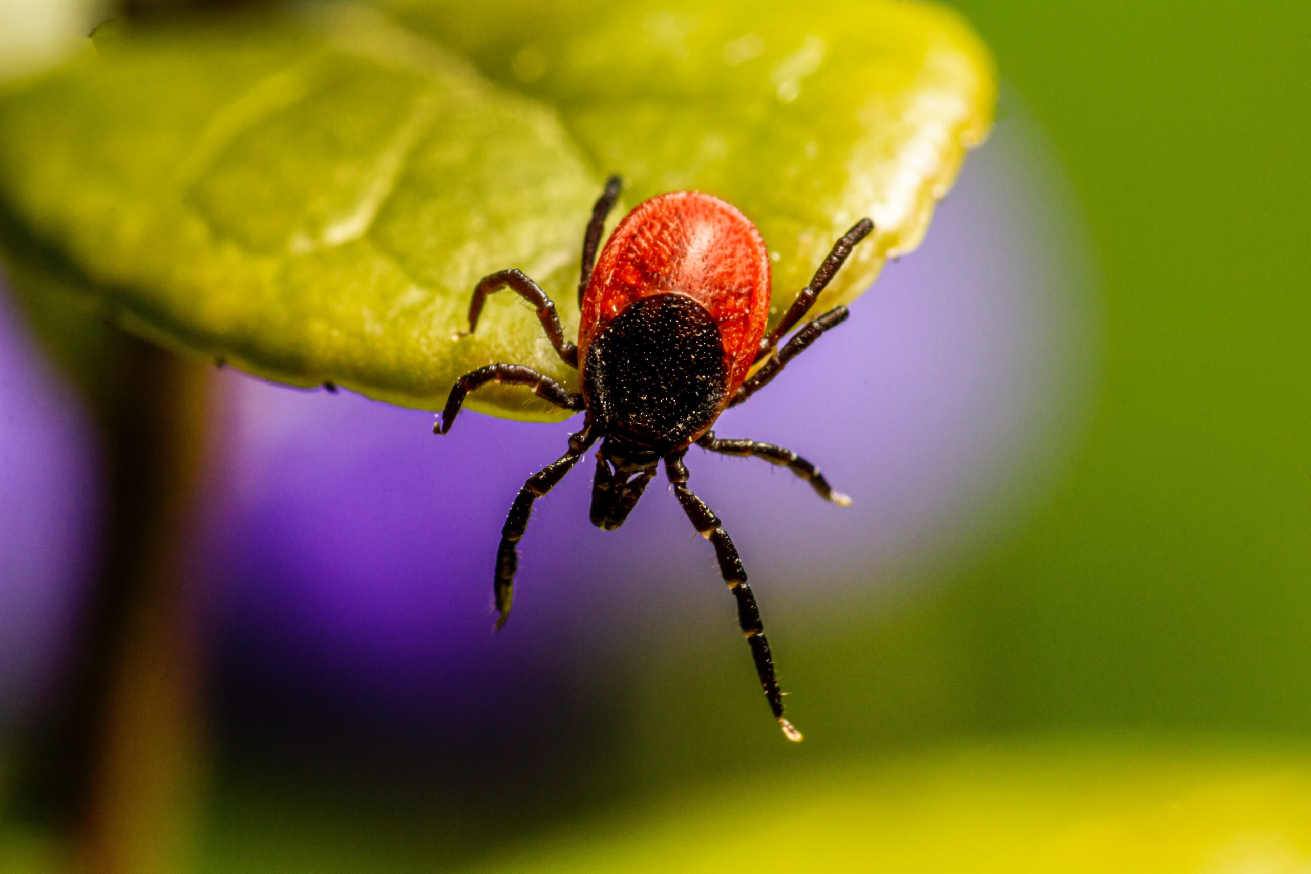 Long Island Ticks and Their Diseases