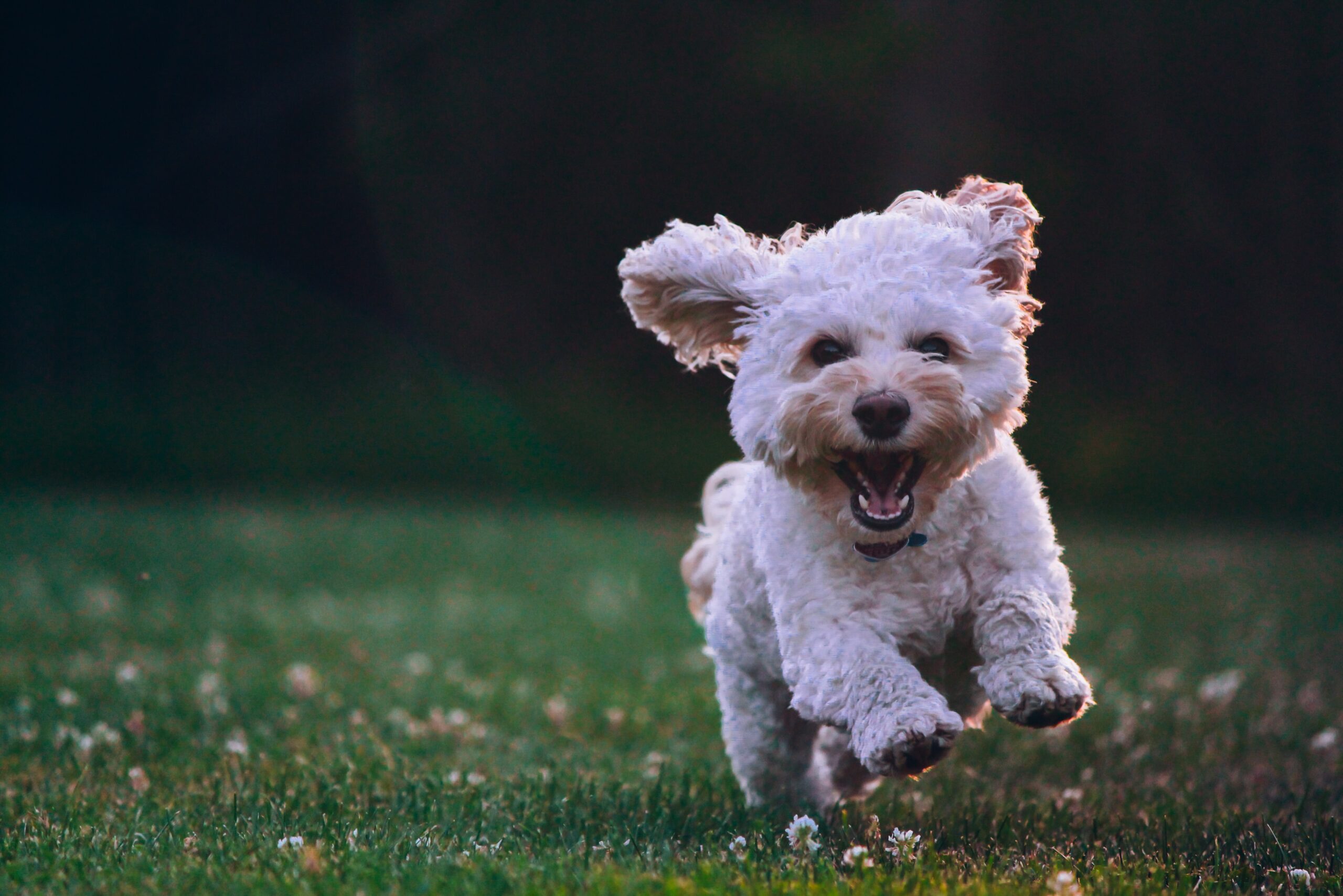 Protecting Your Pets from Ticks