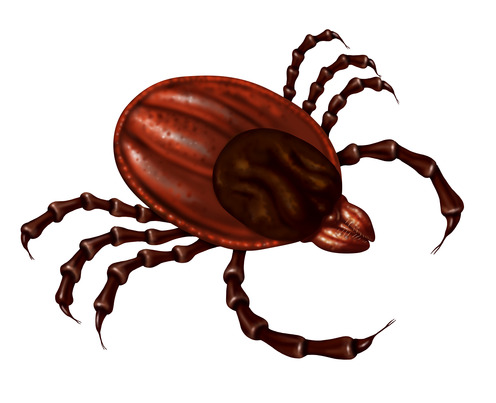 Weather and the Tick Population – What To Expect in 2019-20