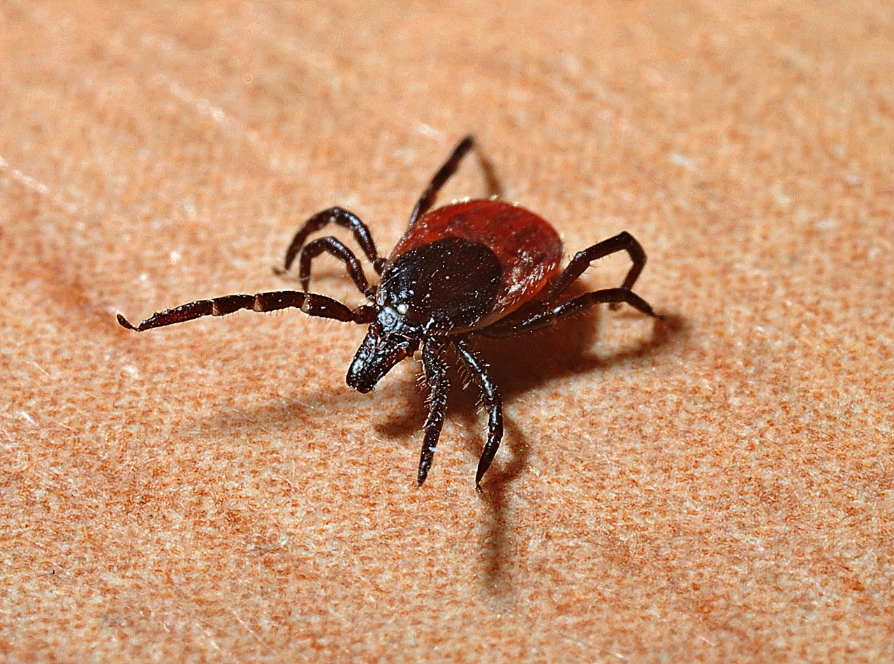 In the Fall, Ticks Still Crawl!