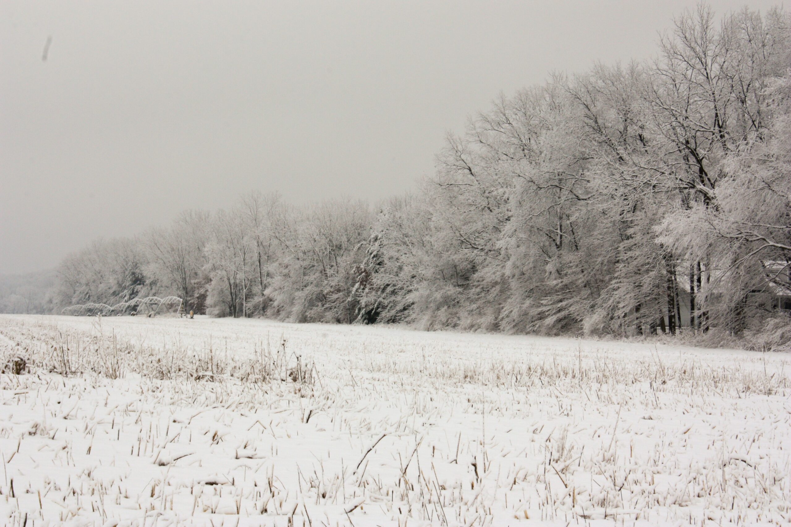 Winter field