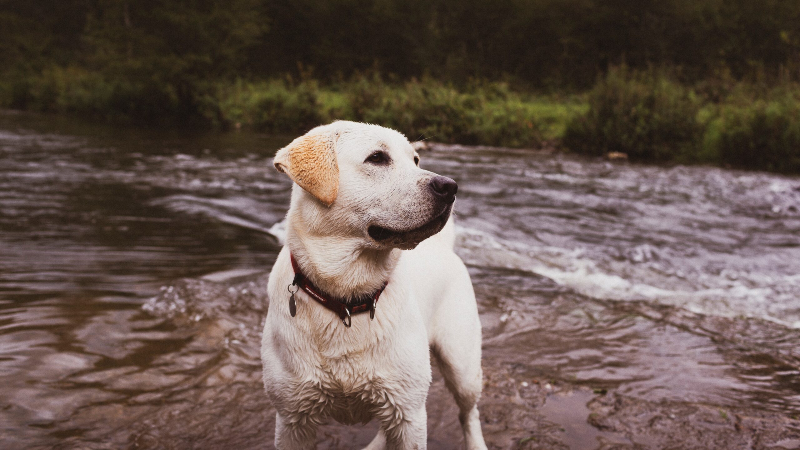 Protect Your Pets from Pests!