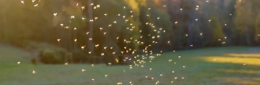 Cluster of mosquitos flying in an open field