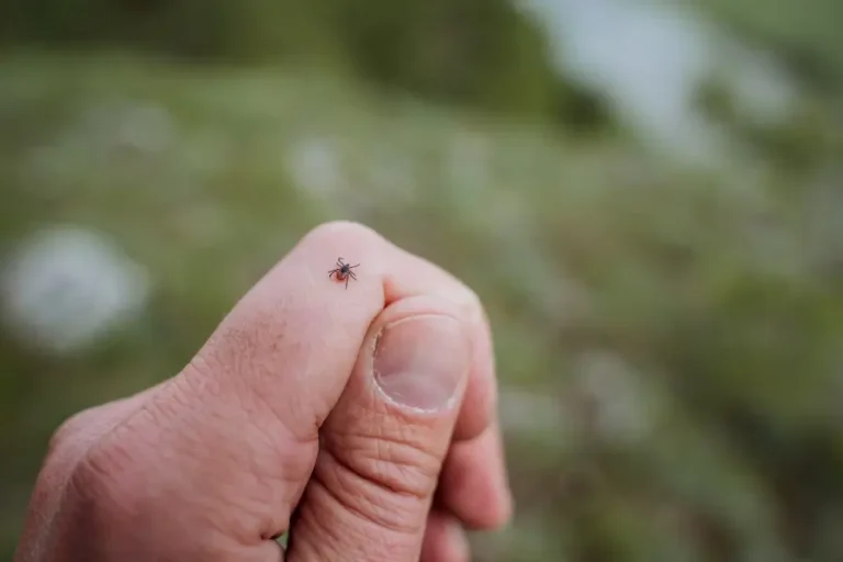 The Right Way to Check for Tick Bites
