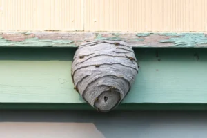 Large hornets nest on the side of a home