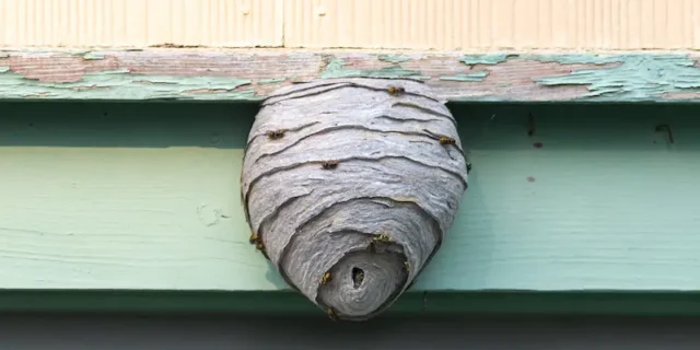 Large hornets nest on the side of a home