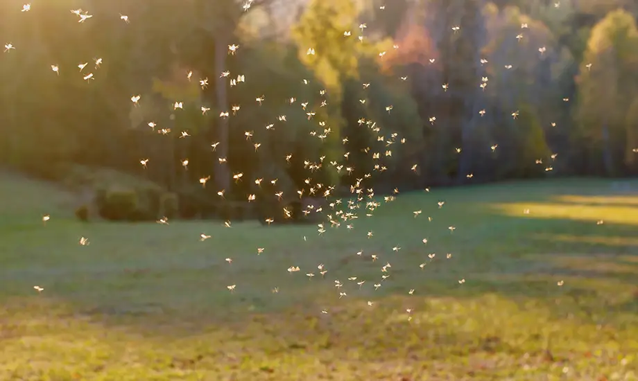 Cluster of mosquitos flying in an open field