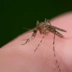 Asian Tiger mosquito on a finger