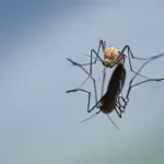 House mosquito on water