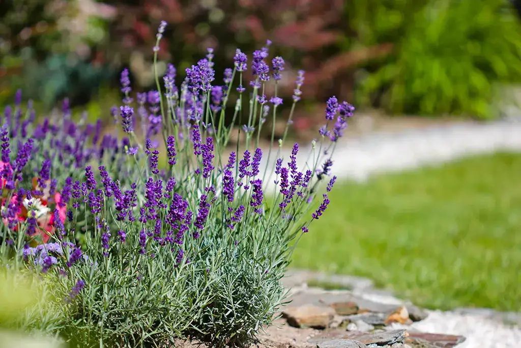 A lavendar bush in a backyard