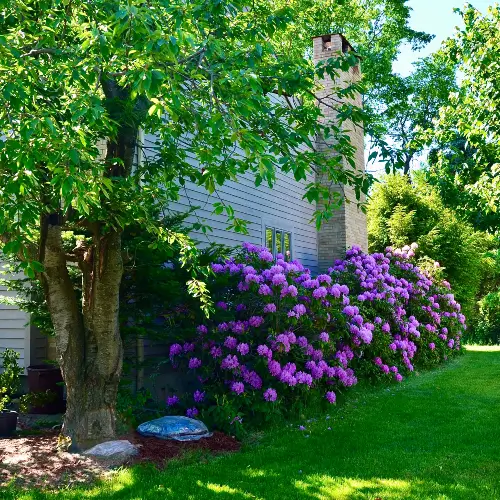 Residential landscaping with dense shrubs near a home exterior, an area often treated by pest control service