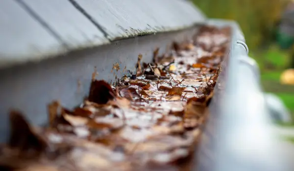 A gutter clogged with leaves. Removing debris from gutters in one of many ways to protect your property from mosquitoes.