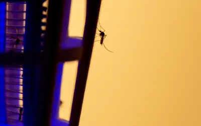 mosquito rests on a bug zapper outside Hamptons home at night
