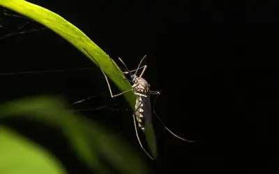 a long island mosquito at nighttime on a leaf